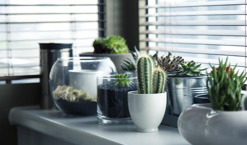 Lithops Living Stones