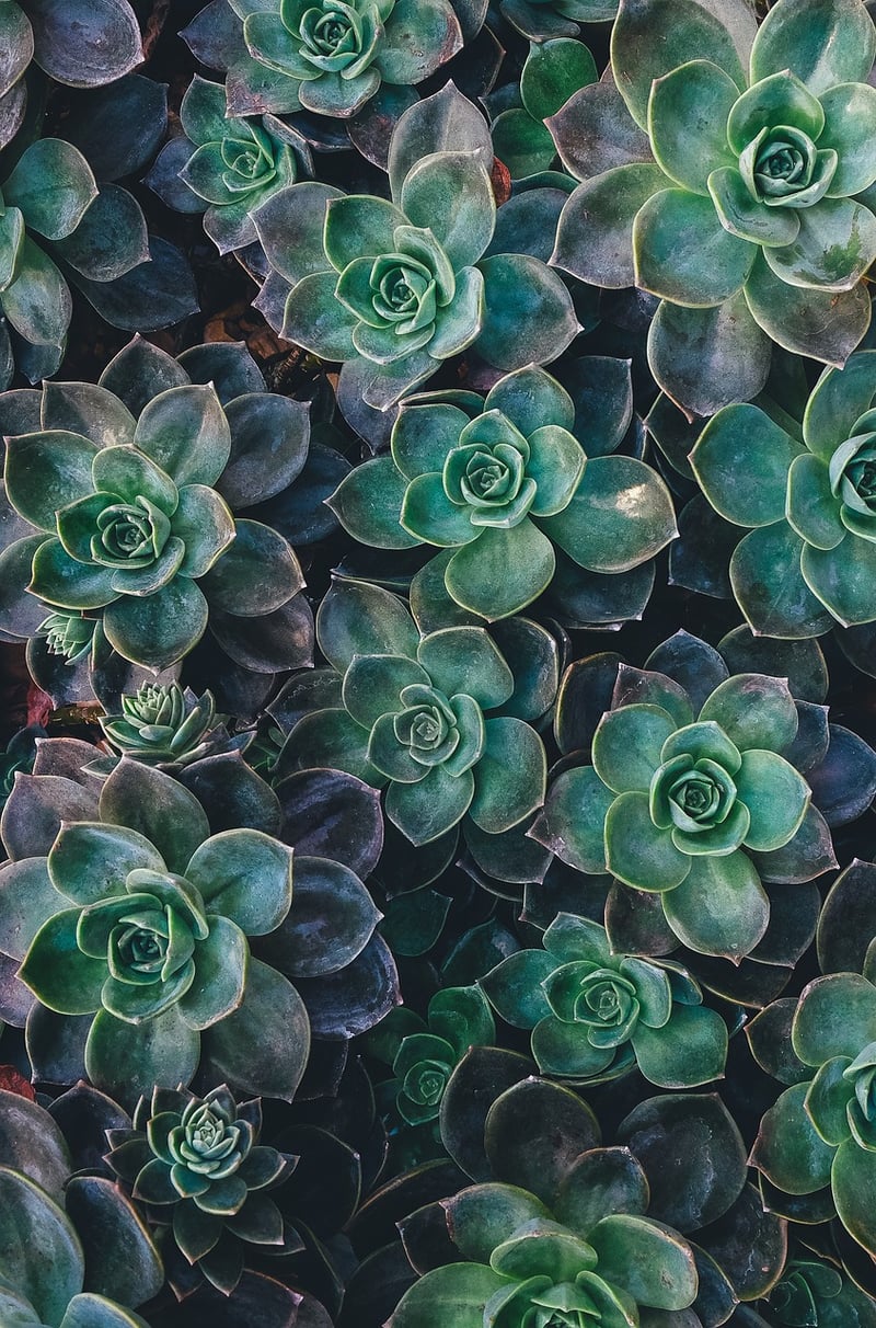 Haworthia Cooperi
